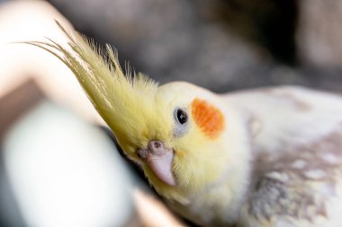 Cockatiel portresi (Nymphicus hollandicus)
