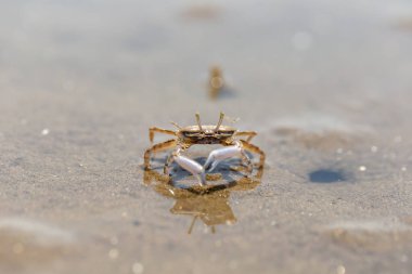 Don Hoi çok, Samut Songkhram il, Tayland, Hollanda plajda gezinme Yengeç