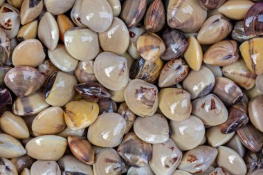 Mineli venüs kabuğu ya da çizgili istiridye 