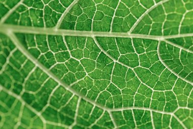 Yeşil yaprağın bahçedeki bulanık yeşillik arkaplanı ve güneş ışığı üzerine doğal görünümü