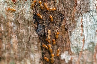 asker termit toprak yiyenler 