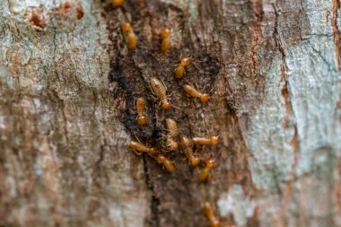 asker termit toprak yiyenler 