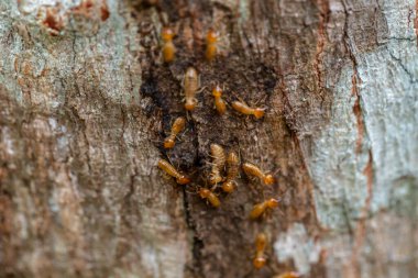 asker termit toprak yiyenler 