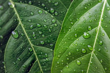 yeşil yaprak yağmur sonra su damlaları