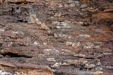 Tahta hayvanlar tarafından ısırıldı.