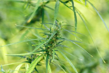 Close up marijuana leaves growth in the farm
