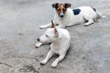 Jack Russell Terrier 'in Portresi