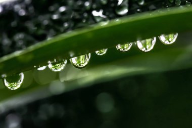 yeşil yaprak yağmur sonra su damlaları