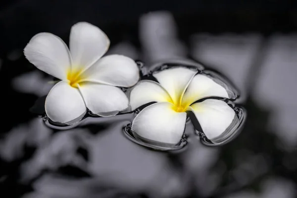 Frangipani Flowers Float Surface Water — Stock Photo, Image