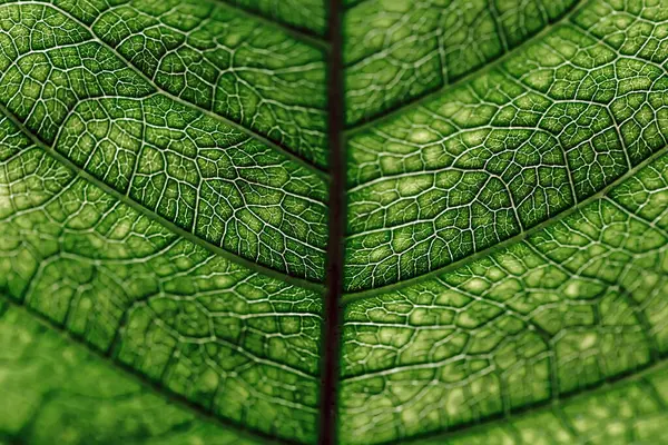 Het Patroon Van Bladeren Onder Het Zonlicht Weerspiegelt Prachtige Natuur — Stockfoto