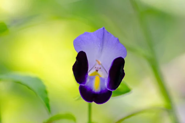Wishbone Flower Full Bloom — Stock Photo, Image