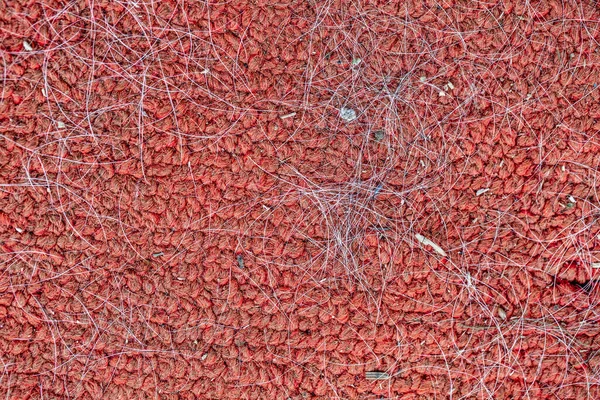 Wolle Klebt Auf Dem Teppich — Stockfoto