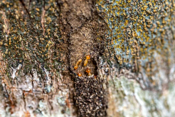 Soldat Termite Des Mangeurs Terre — Photo
