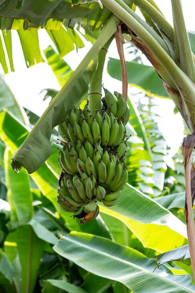 Зеленые Бананы Созрели — стоковое фото