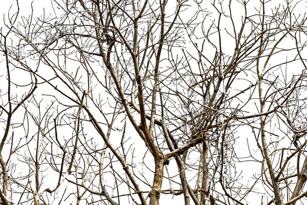 Podzimu Tvar Stromu Nebo Silueta Stromu Větev — Stock fotografie