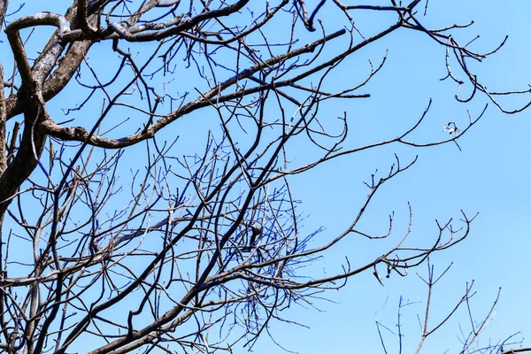 Podzimu Tvar Stromu Nebo Silueta Stromu Větev — Stock fotografie