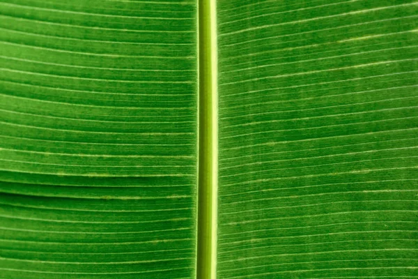 Tierra Negra Hojas Plátano Verde — Foto de Stock