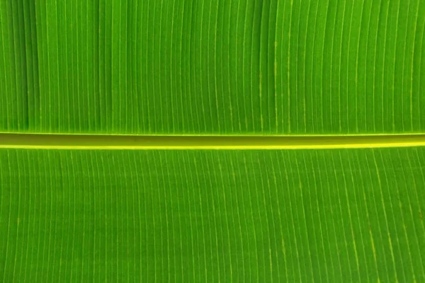 Yeşil Muz Yapraklarının Siyah Zemini — Stok fotoğraf