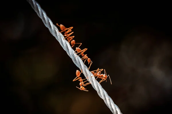 Close Red Weaver Ants Green Leaf — Stock Photo, Image