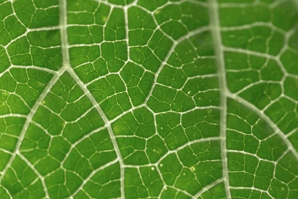 Leaves Strange Shapes Patterns — Stockfoto