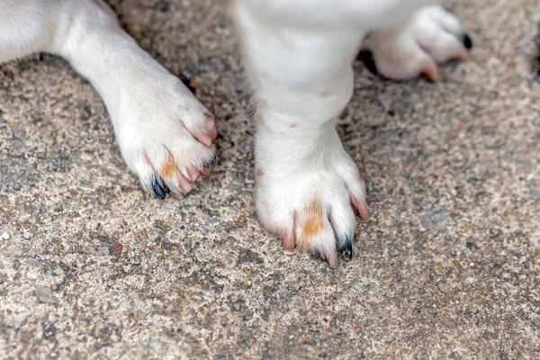Dog Paws Long Claws — Stockfoto