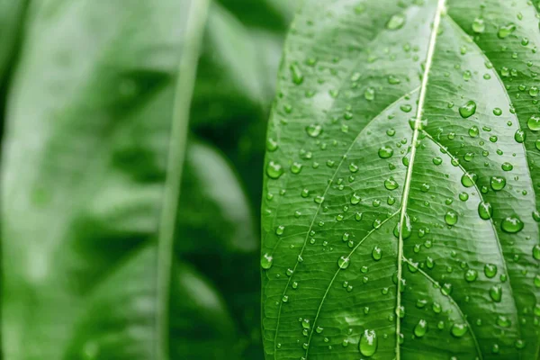緑の葉に雨の後の水滴します — ストック写真
