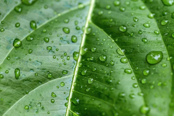 Kapky Vody Dešti Zelený List — Stock fotografie