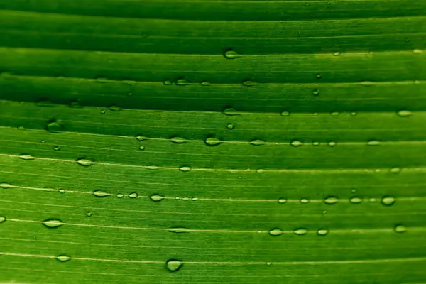Krople Wody Deszczu Zielony Liść — Zdjęcie stockowe