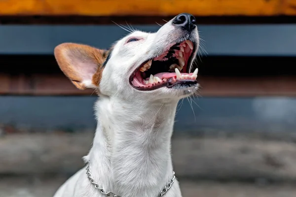 Retrato Jack Russell Terrier — Fotografia de Stock