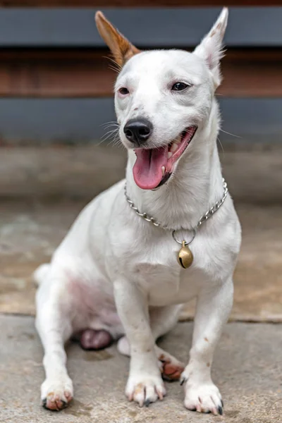 Retrato Jack Russell Terrier — Fotografia de Stock