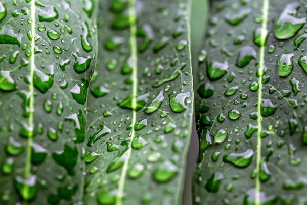 緑の葉に雨の後の水滴します — ストック写真
