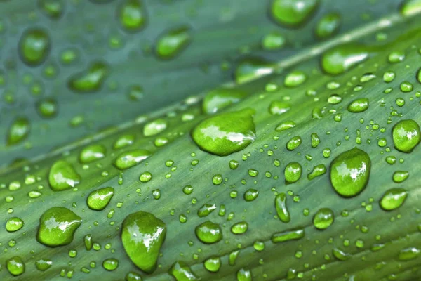 Gotas Água Após Chuva Folha Verde — Fotografia de Stock