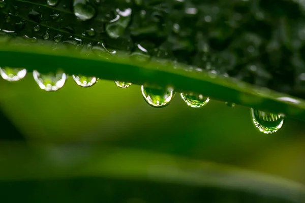 Капли Воды После Дождя Зеленый Лист — стоковое фото