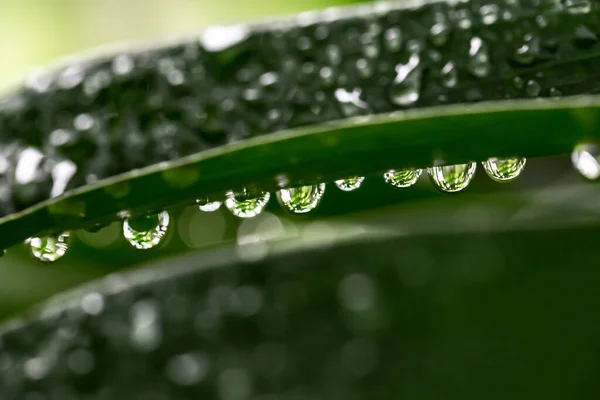 Капли Воды После Дождя Зеленый Лист — стоковое фото