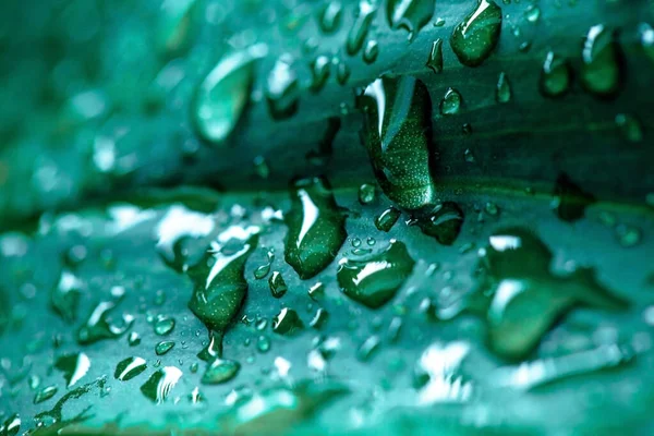 Wassertropfen Nach Regen Auf Grünem Blatt — Stockfoto