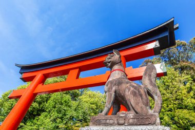 Japon tapınağında kızıl tilki köpeği, kyoto.