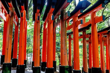 Ormandaki güzel kırmızı ve mavi gökyüzü. Fufuinari taisha türbesi, kyoto, japan.