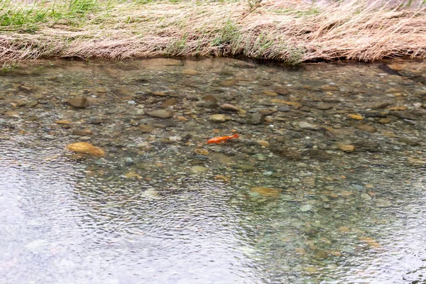 a small river with a small fish
