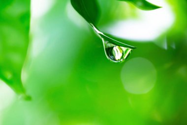 Su damlacıkları ile taze yeşil su damlası