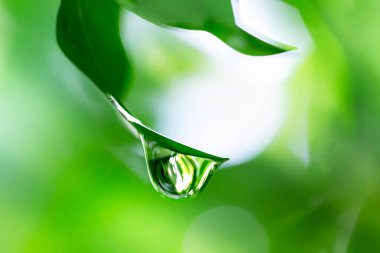 Sabah yeşil yaprağın üzerindeki çiy damlası