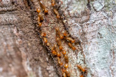 Ağaç kabuğundaki karıncalar.