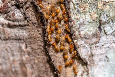 Yakın çekim - karıncalı bir ağaç gövdesi