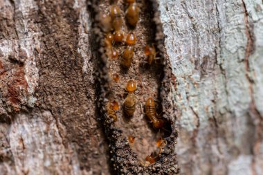 Ağaç gövdesinde karıncalar