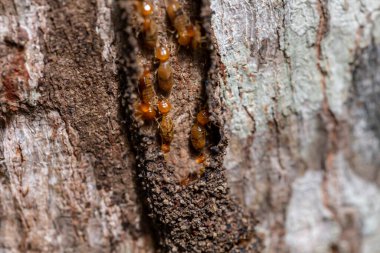 Bir ağacın kabuğunu yakından çek..