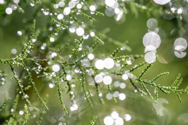 green fir tree with water drops