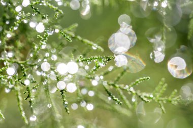 yeşil çimen çiy ile yakın kadar düşer.