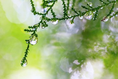 Su damlalı yeşil yaprak