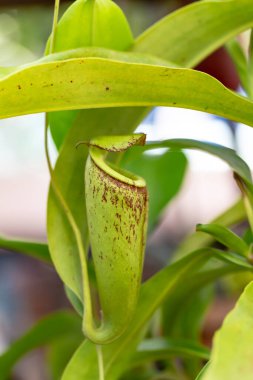 bitkinin yeşil yaprakları