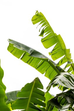 Beyaz arkaplanda muz yaprağı izole.