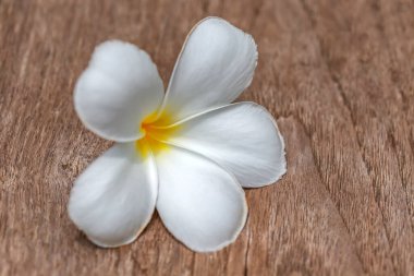 Beyaz ahşap arka planda plumeria çiçeği